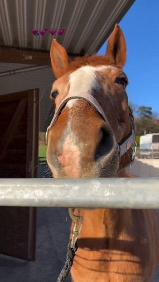 Post 2 by Horse rider community🇺🇸🇺🇸🇺🇸 on Instagram (video)