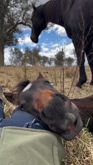 Post 8 by Horse rider community🇺🇸🇺🇸🇺🇸 on Instagram (video)