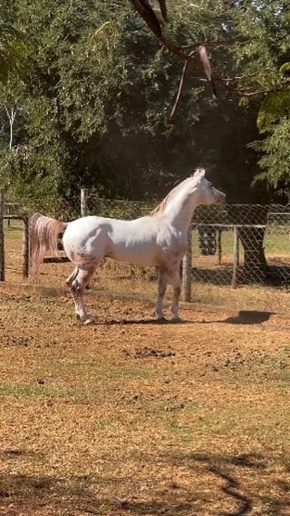 Post 7 by Horse rider community🇺🇸🇺🇸🇺🇸 on Instagram (video)