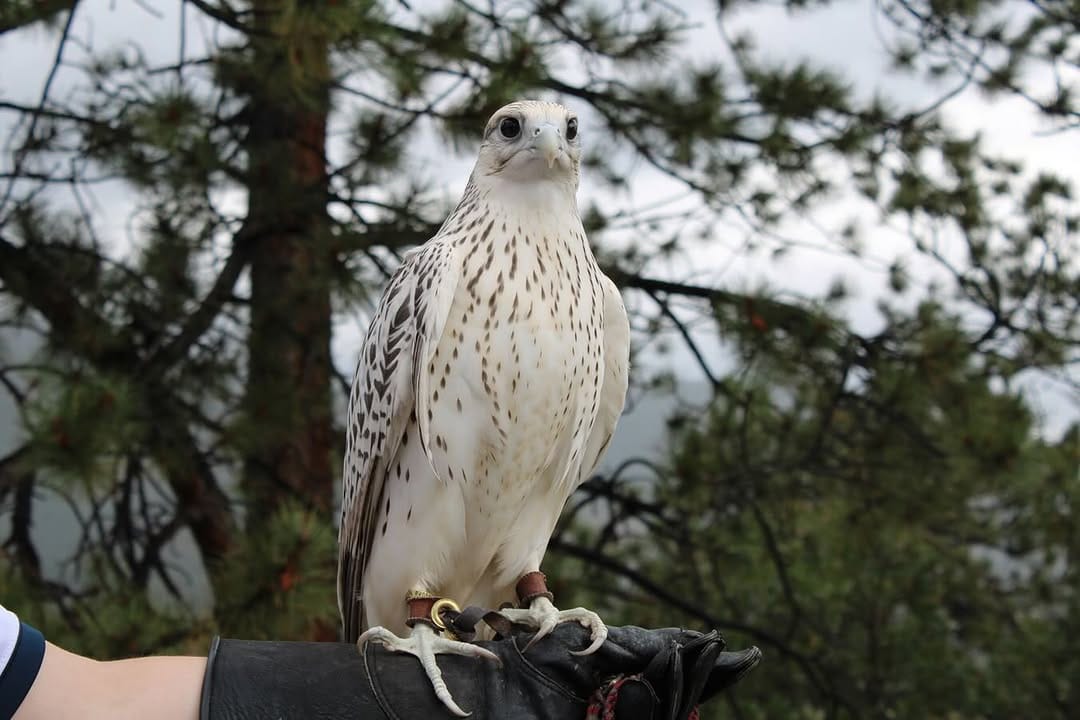 Post 7 by USAFA Falconry on Instagram (image)