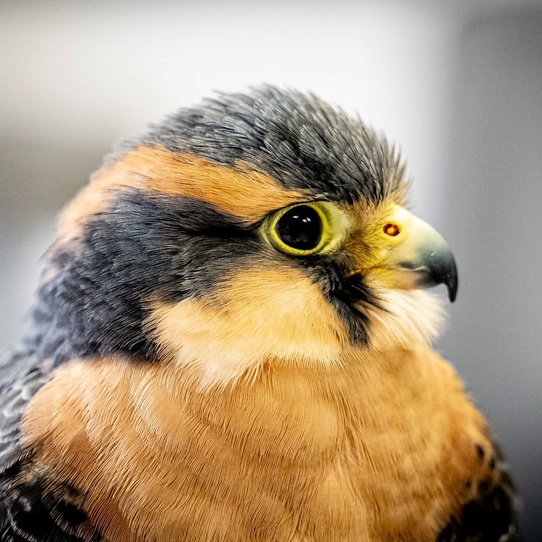 Post 5 by USAFA Falconry on Instagram (carousel)
