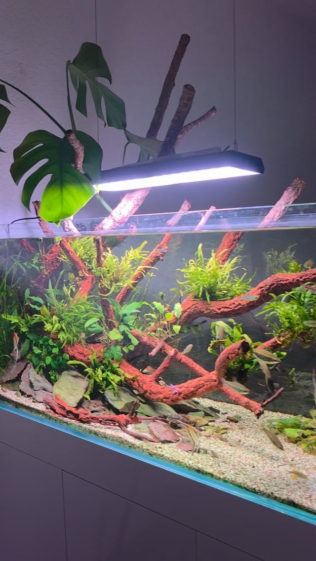Post 2 by Aqua Art Aquascape 🏆 on Instagram (video)
