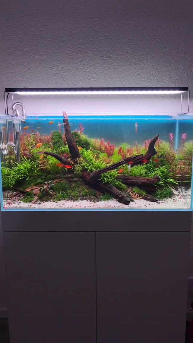 Post 7 by Aqua Art Aquascape 🏆 on Instagram (video)
