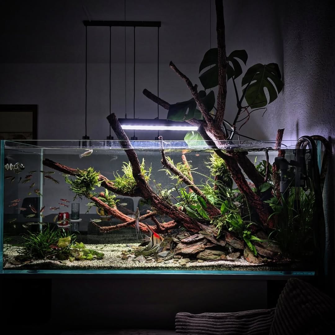 Post 4 by Aqua Art Aquascape 🏆 on Instagram (image)