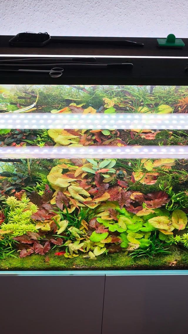 Post 5 by Aqua Art Aquascape 🏆 on Instagram (video)