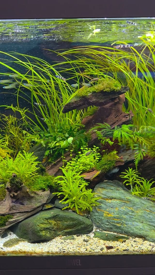 Post 1 by Aqua Art Aquascape 🏆 on Instagram (video)