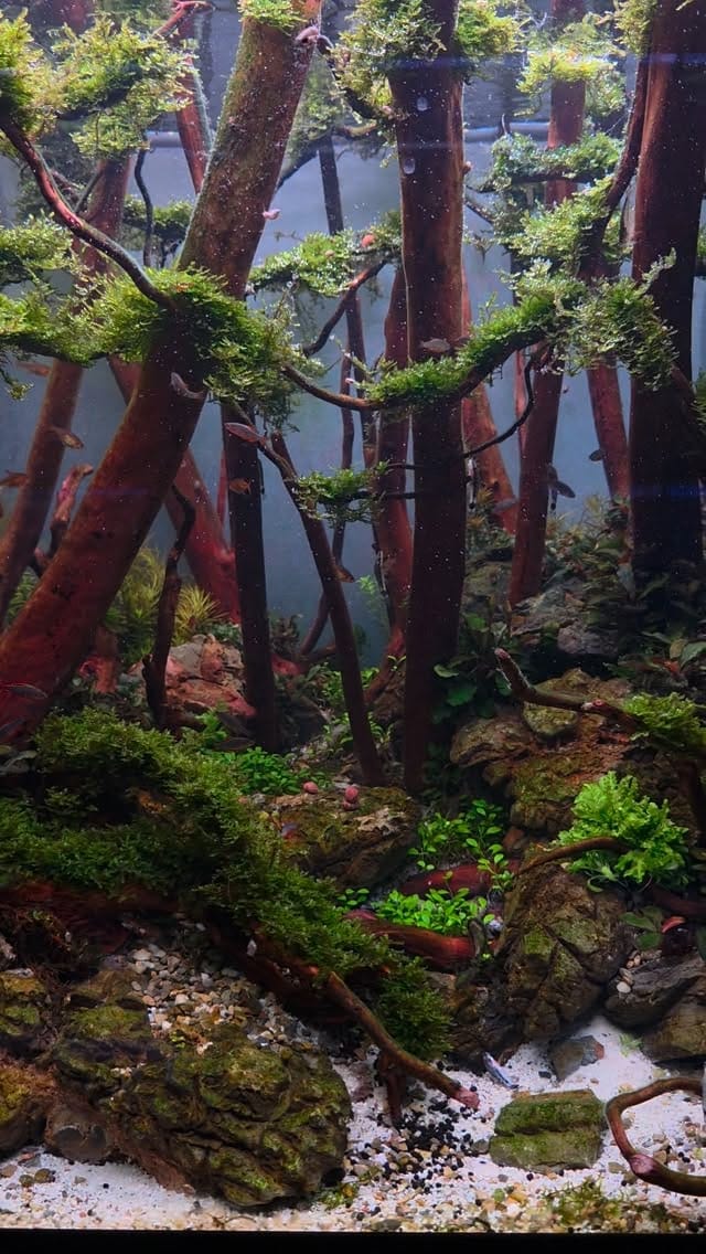 Post 3 by Aqua Art Aquascape 🏆 on Instagram (video)