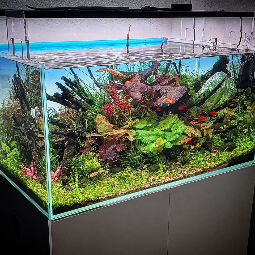 Post 8 by Aqua Art Aquascape 🏆 on Instagram (image)