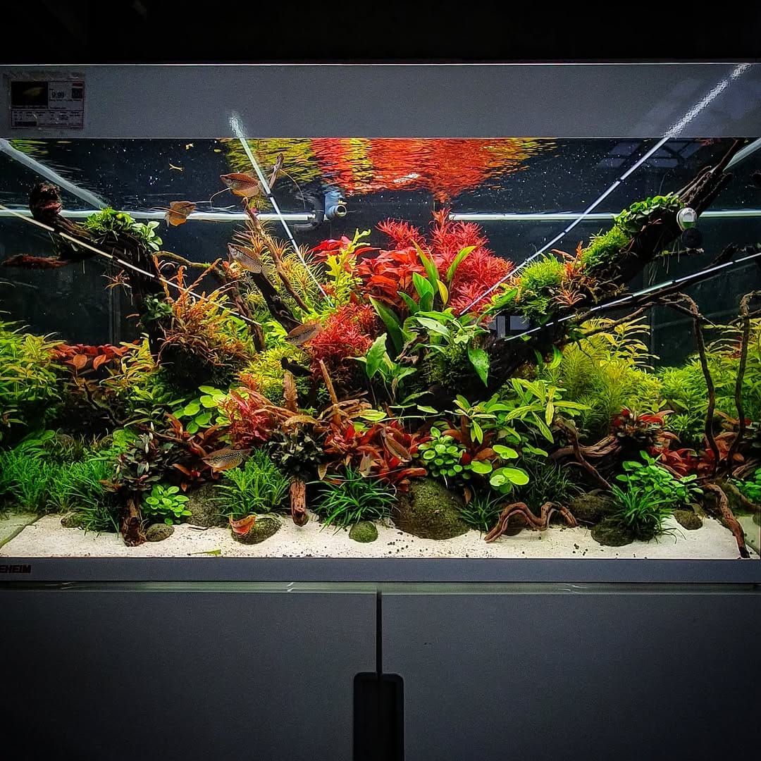 Post 10 by Aqua Art Aquascape 🏆 on Instagram (image)