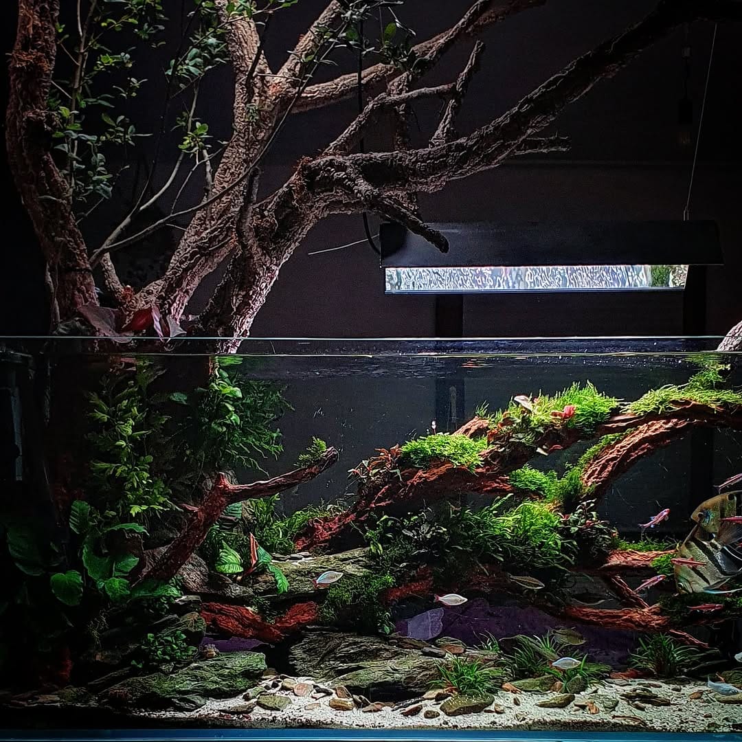 Post 9 by Aqua Art Aquascape 🏆 on Instagram (image)