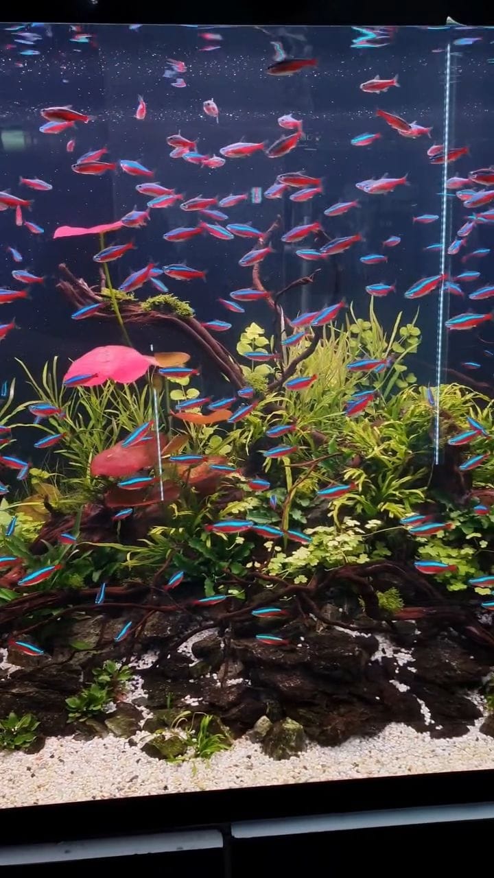 Post 6 by Aqua Art Aquascape 🏆 on Instagram (video)