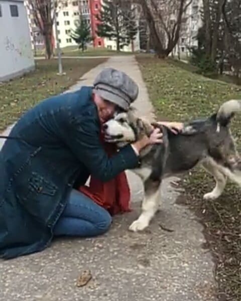 Post 4 by 🔹ALASKAN MALAMUTE🔹 on Instagram (video)