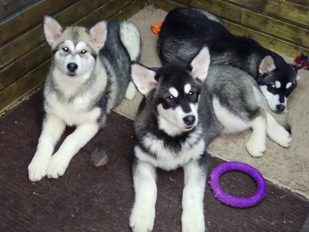 Post 3 by 🔹ALASKAN MALAMUTE🔹 on Instagram (image)