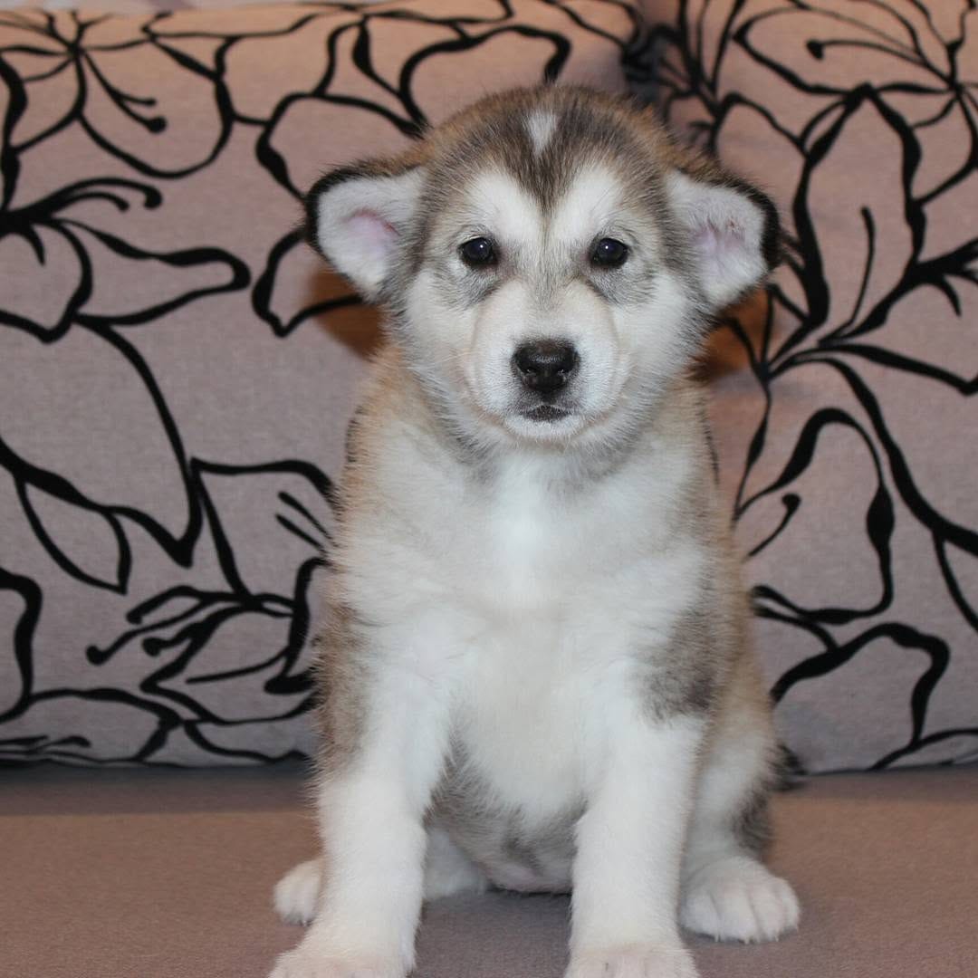 Post 9 by 🔹ALASKAN MALAMUTE🔹 on Instagram (carousel)