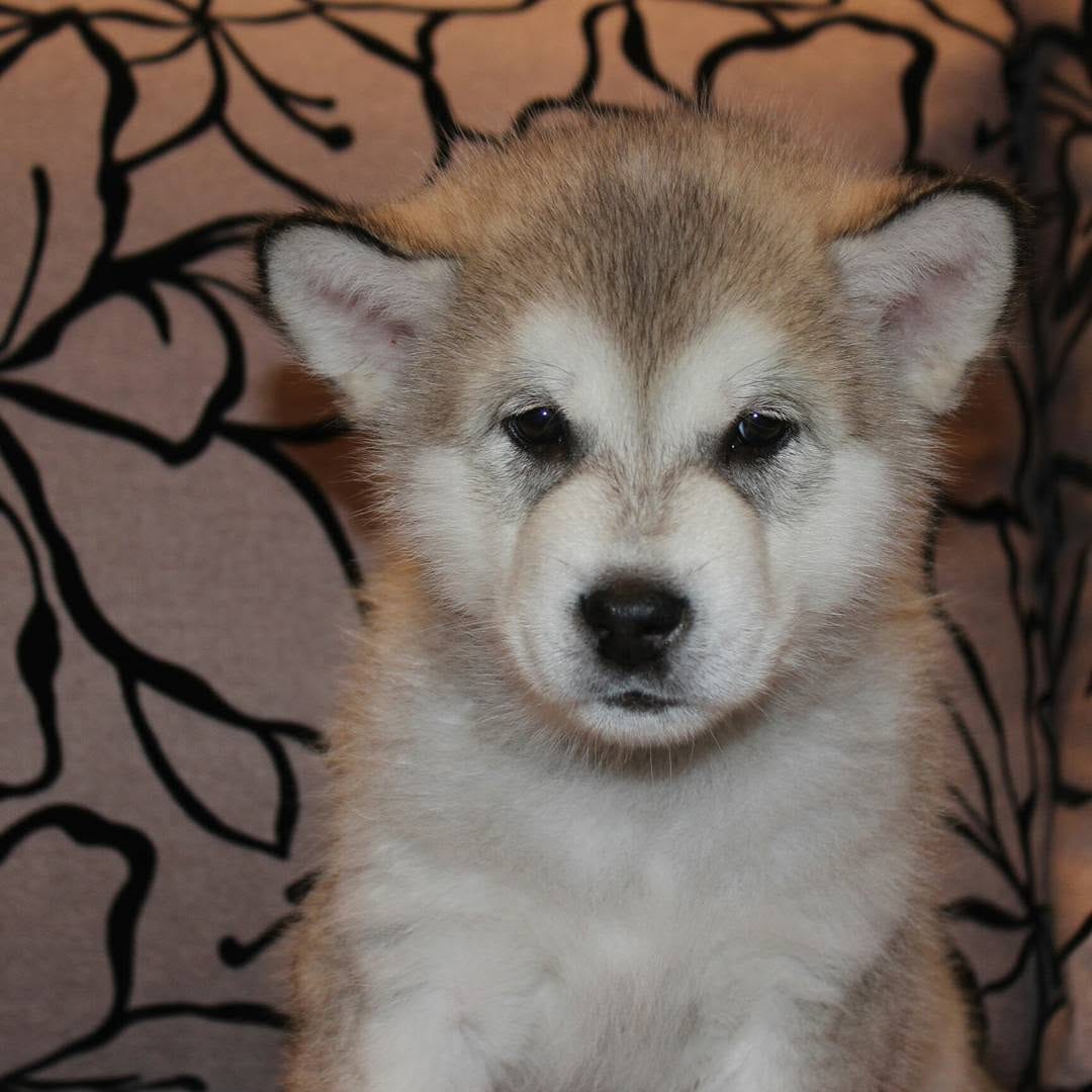 Post 7 by 🔹ALASKAN MALAMUTE🔹 on Instagram (carousel)