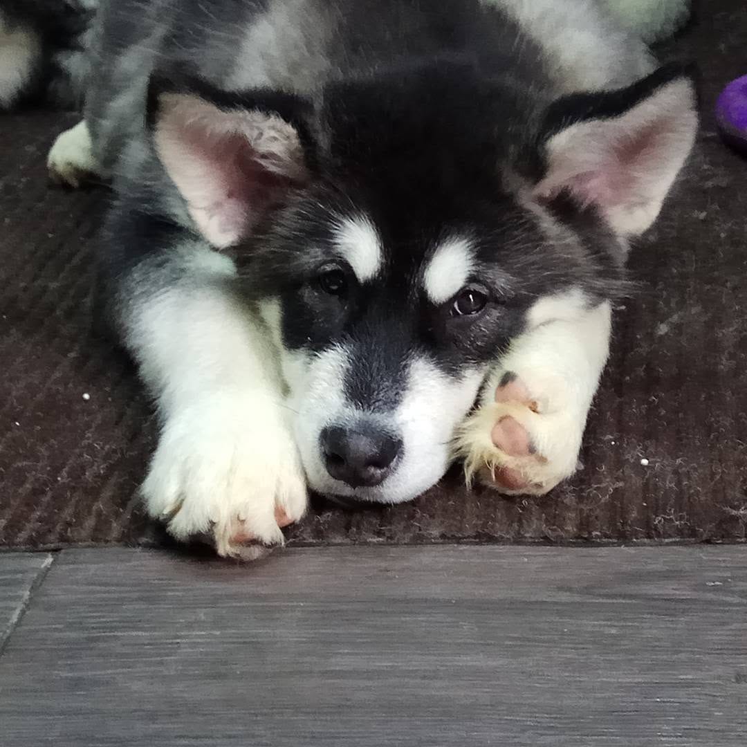 Post 5 by 🔹ALASKAN MALAMUTE🔹 on Instagram (image)
