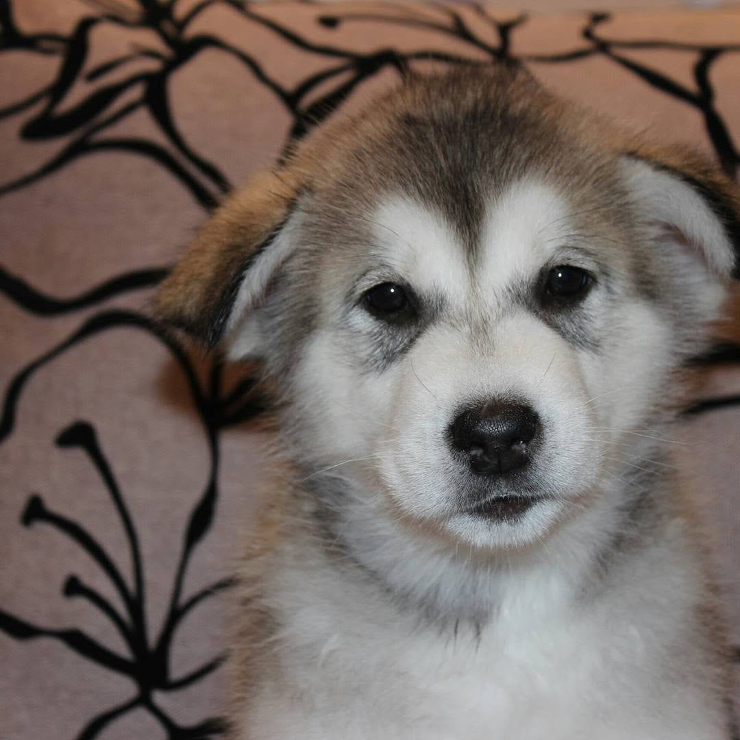 Post 6 by 🔹ALASKAN MALAMUTE🔹 on Instagram (carousel)