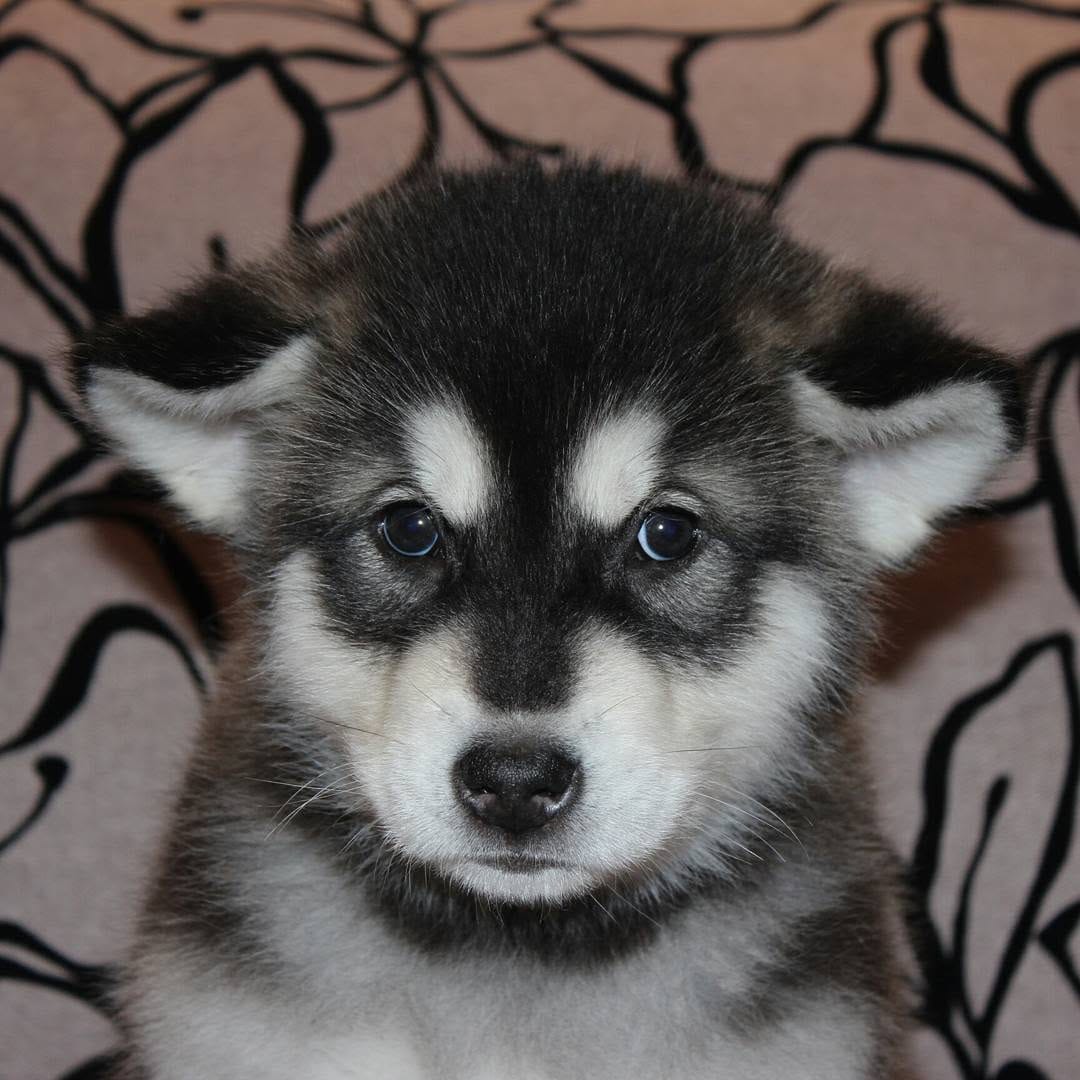 Post 8 by 🔹ALASKAN MALAMUTE🔹 on Instagram (carousel)