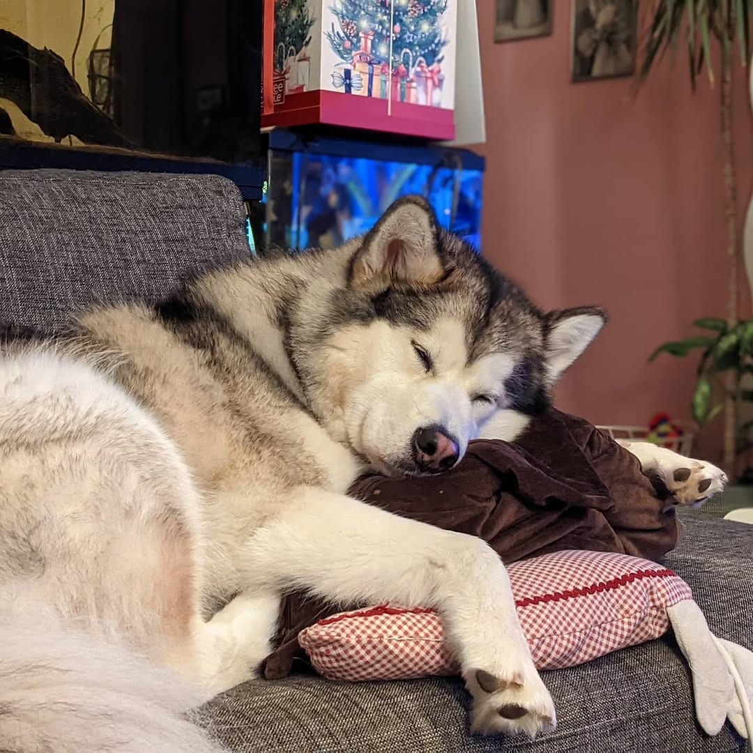 Post 4 by DROGON💙& HARLEY💖 on Instagram (image)