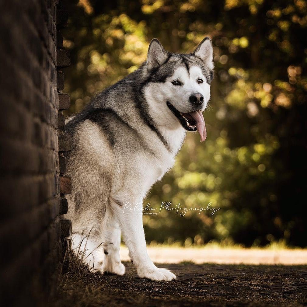 Post 6 by DROGON💙& HARLEY💖 on Instagram (image)