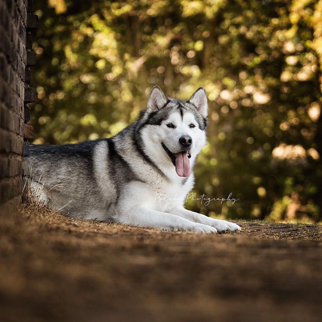 Post 10 by DROGON💙& HARLEY💖 on Instagram (image)
