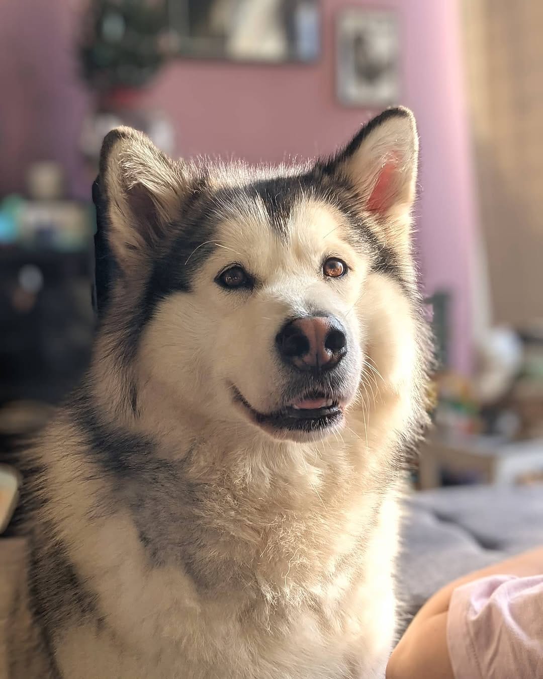 Post 1 by DROGON💙& HARLEY💖 on Instagram (image)