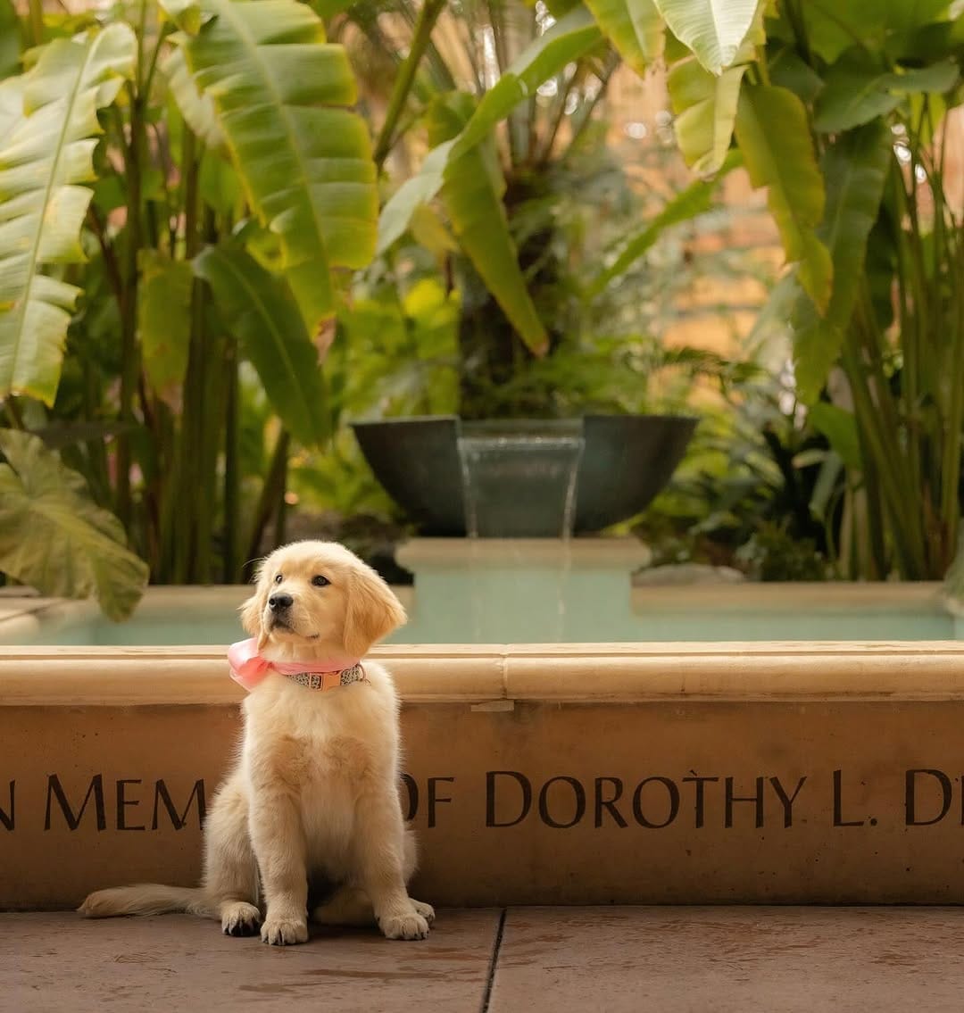 Post 8 by Melody The Therapy Pup 💕🐾 on Instagram (carousel)