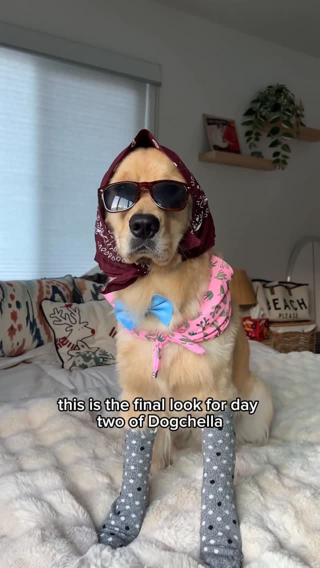Post 7 by Melody The Therapy Pup 💕🐾 on Instagram (video)