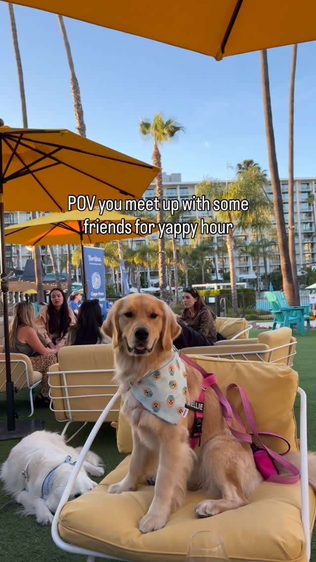 Post 5 by Melody The Therapy Pup 💕🐾 on Instagram (video)