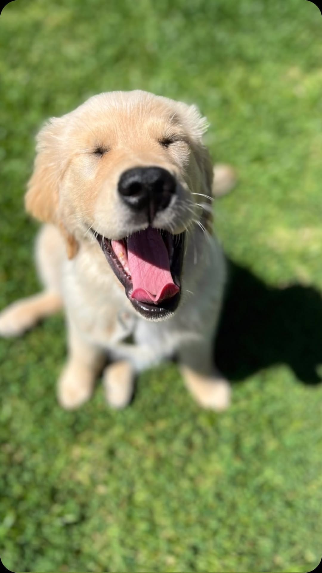 Post 9 by Melody The Therapy Pup 💕🐾 on Instagram (video)