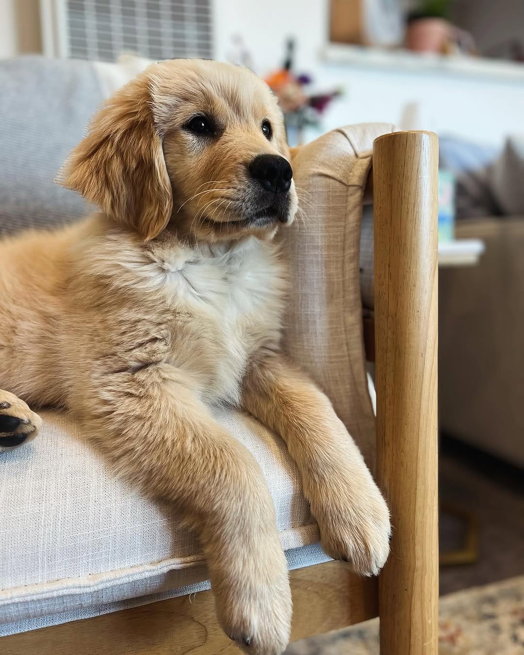 Post 10 by Melody The Therapy Pup 💕🐾 on Instagram (carousel)