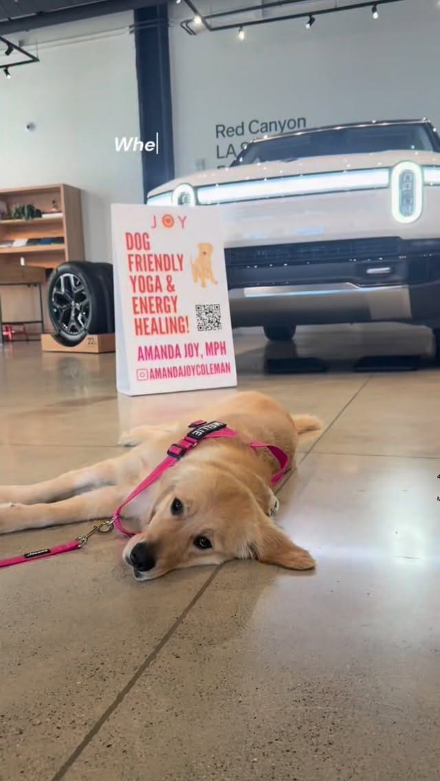 Post 4 by Melody The Therapy Pup 💕🐾 on Instagram (video)