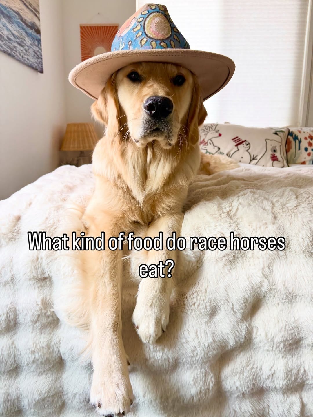 Post 2 by Melody The Therapy Pup 💕🐾 on Instagram (carousel)