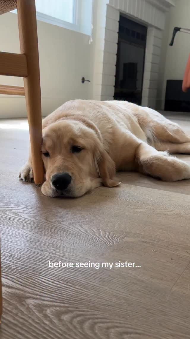 Post 6 by Melody The Therapy Pup 💕🐾 on Instagram (video)