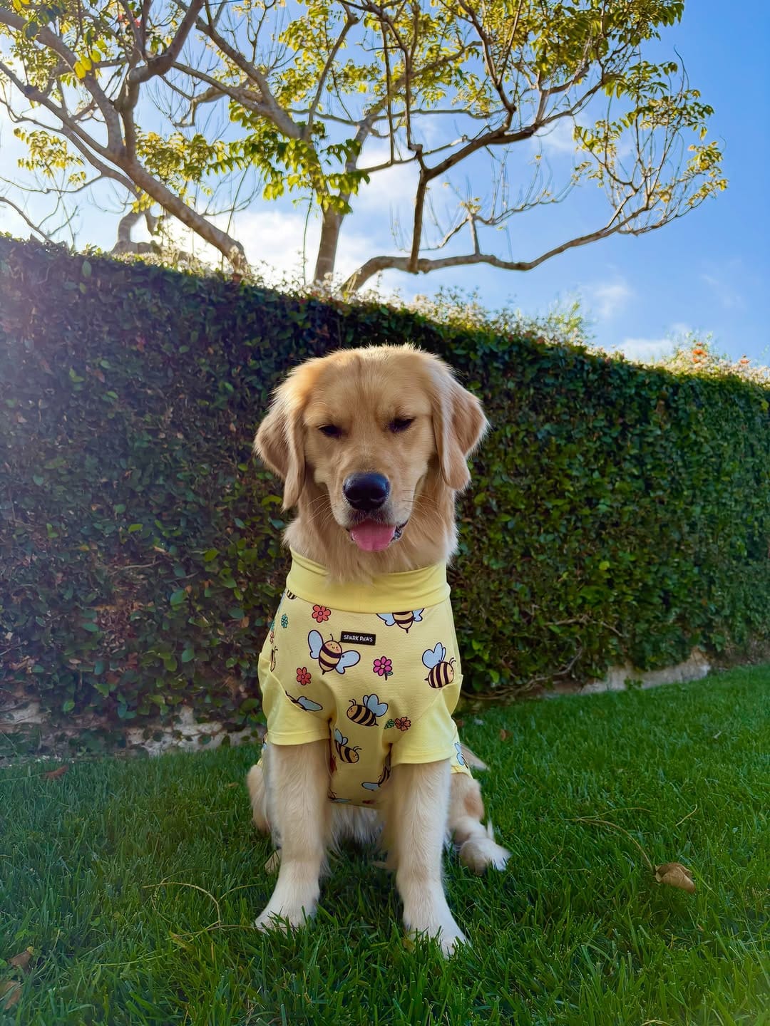 Post 1 by Melody The Therapy Pup 💕🐾 on Instagram (image)