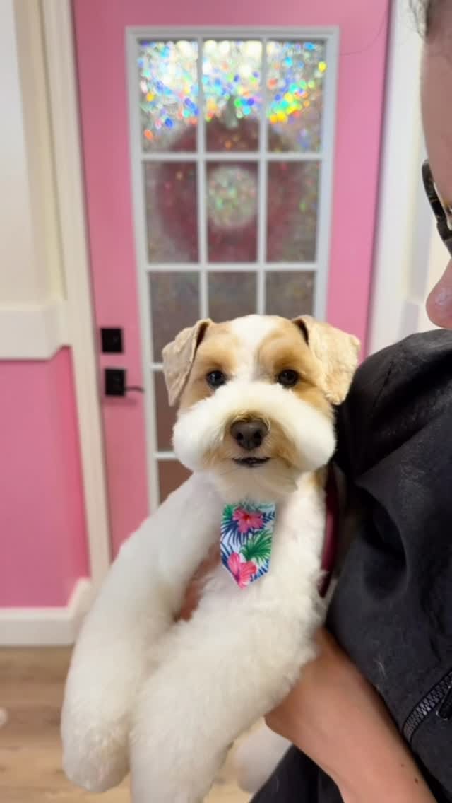 Post 7 by Alfie and Fritz on Instagram (video)