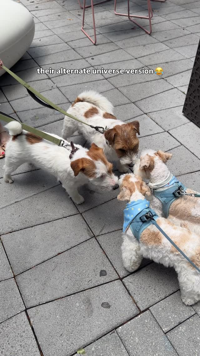 Post 1 by Alfie and Fritz on Instagram (video)