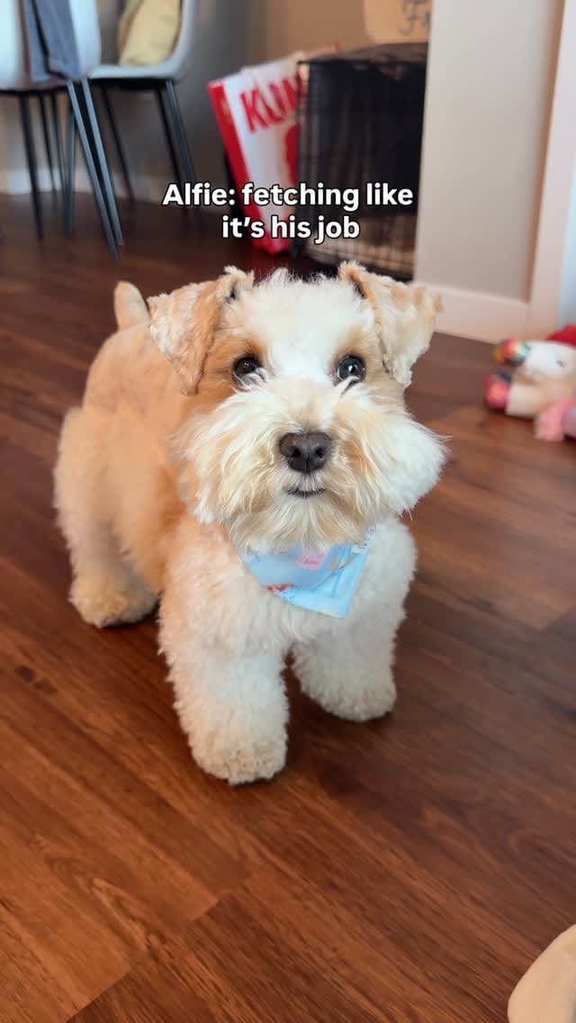 Post 2 by Alfie and Fritz on Instagram (video)