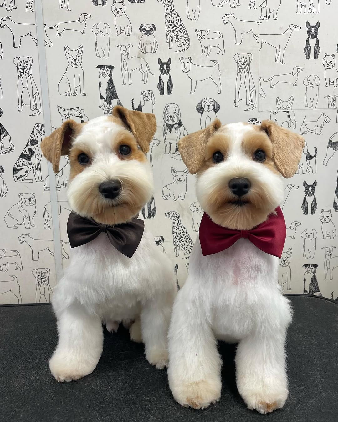 Post 10 by Alfie and Fritz on Instagram (carousel)