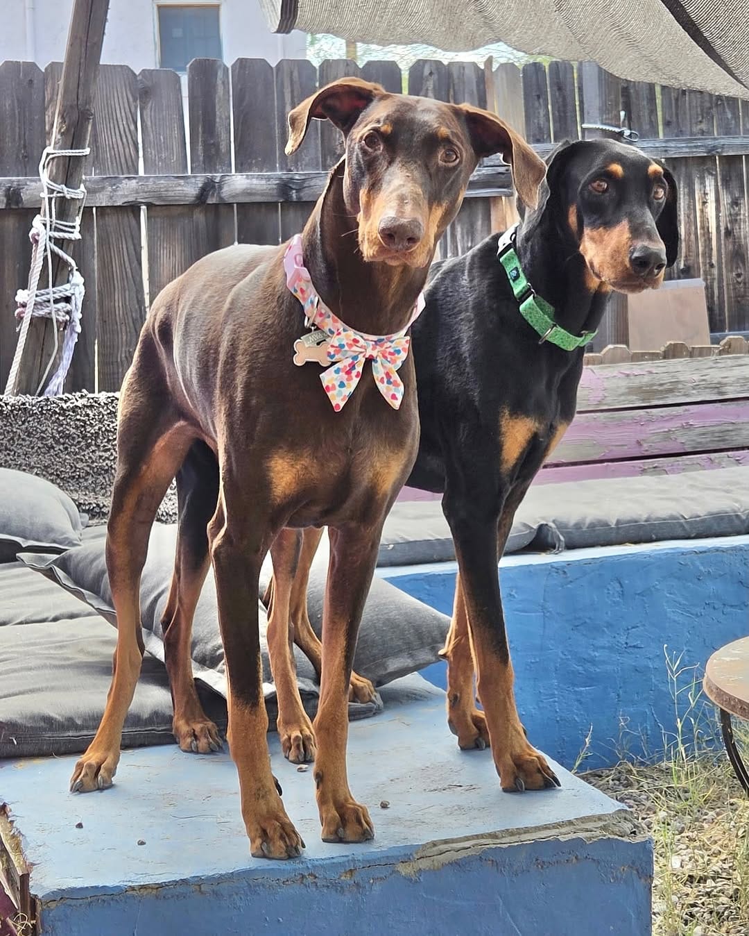 Post 1 by Desert Harbor Doberman Rescue on Instagram (carousel)