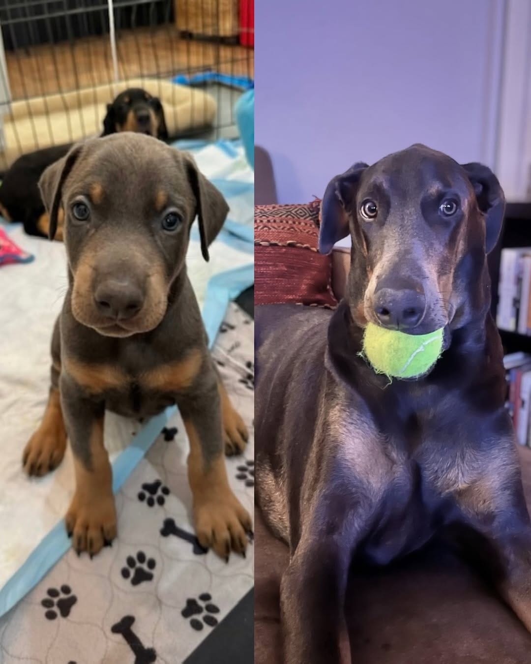 Post 8 by Desert Harbor Doberman Rescue on Instagram (carousel)