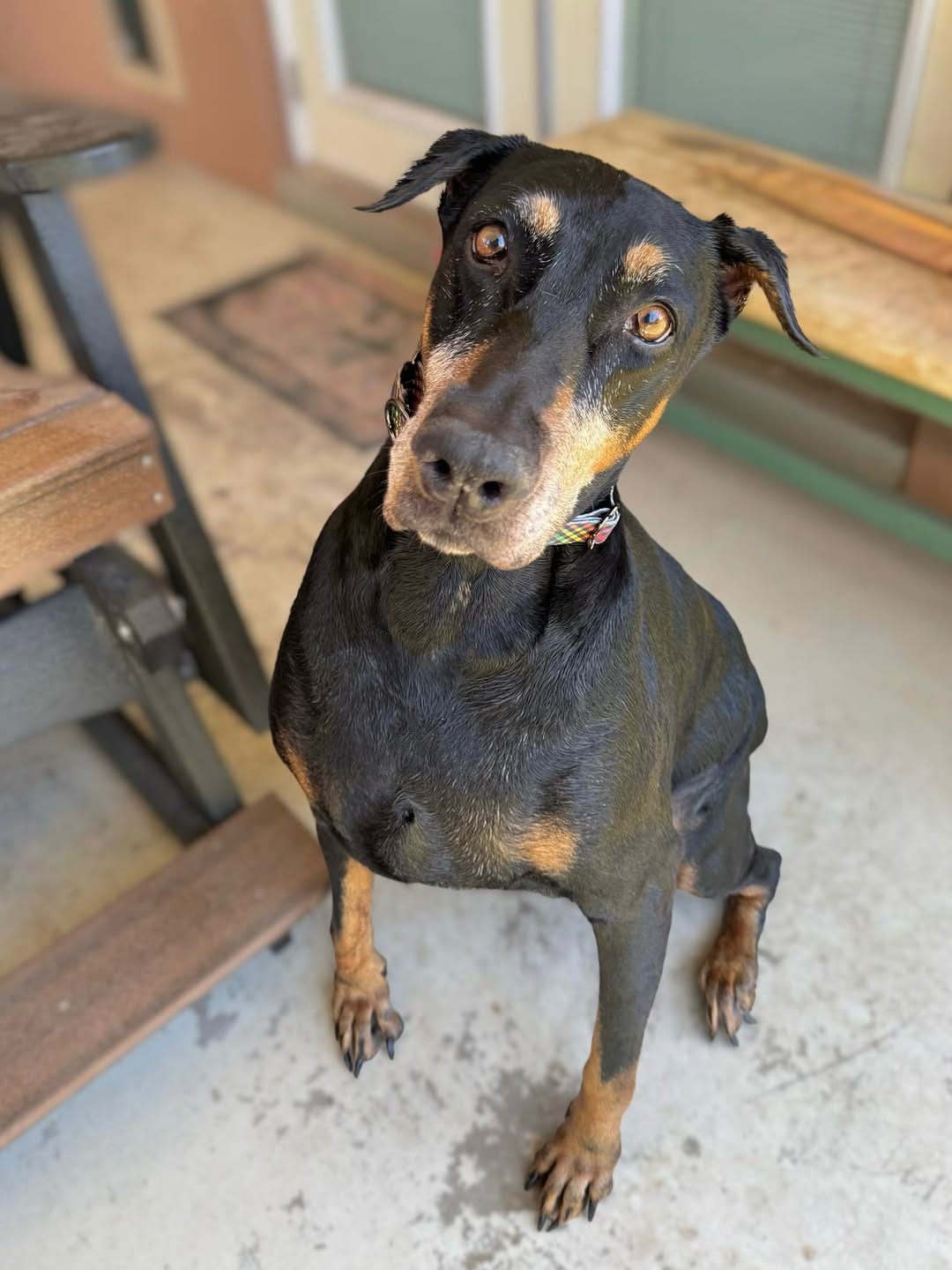 Post 4 by Desert Harbor Doberman Rescue on Instagram (carousel)