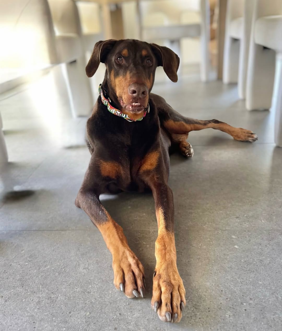 Post 10 by Desert Harbor Doberman Rescue on Instagram (carousel)