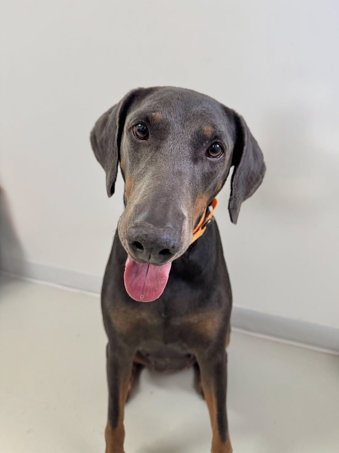 Post 5 by Desert Harbor Doberman Rescue on Instagram (carousel)