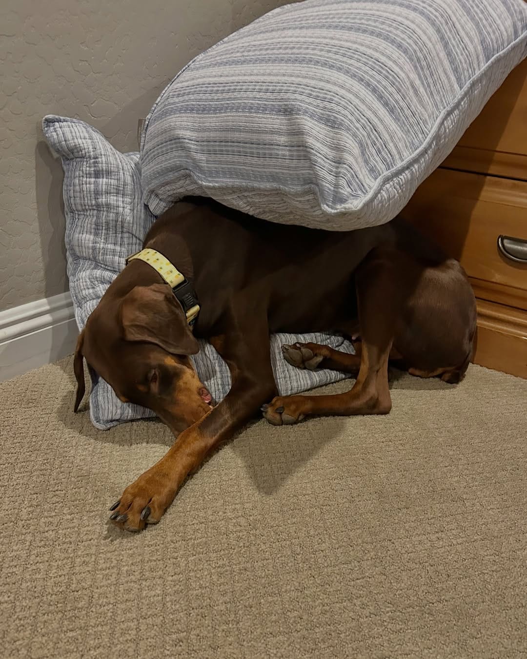 Post 3 by Desert Harbor Doberman Rescue on Instagram (carousel)