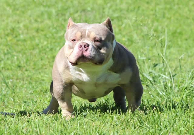 Post 10 by Structure Line Bullies on Instagram (video)