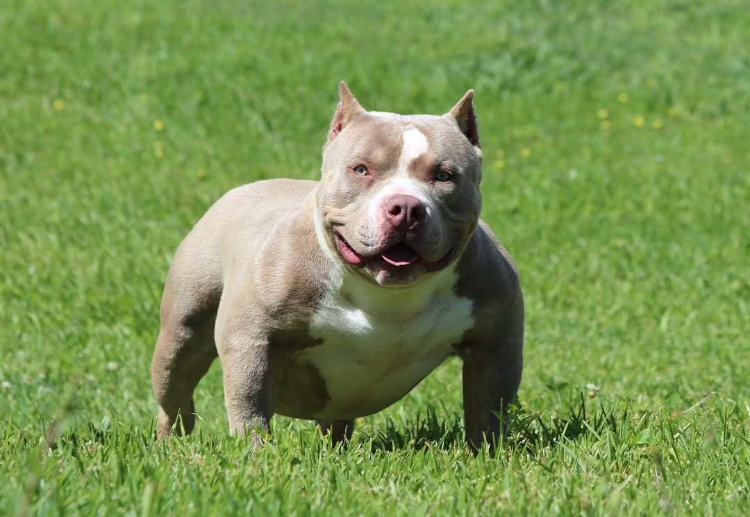 Post 8 by Structure Line Bullies on Instagram (image)