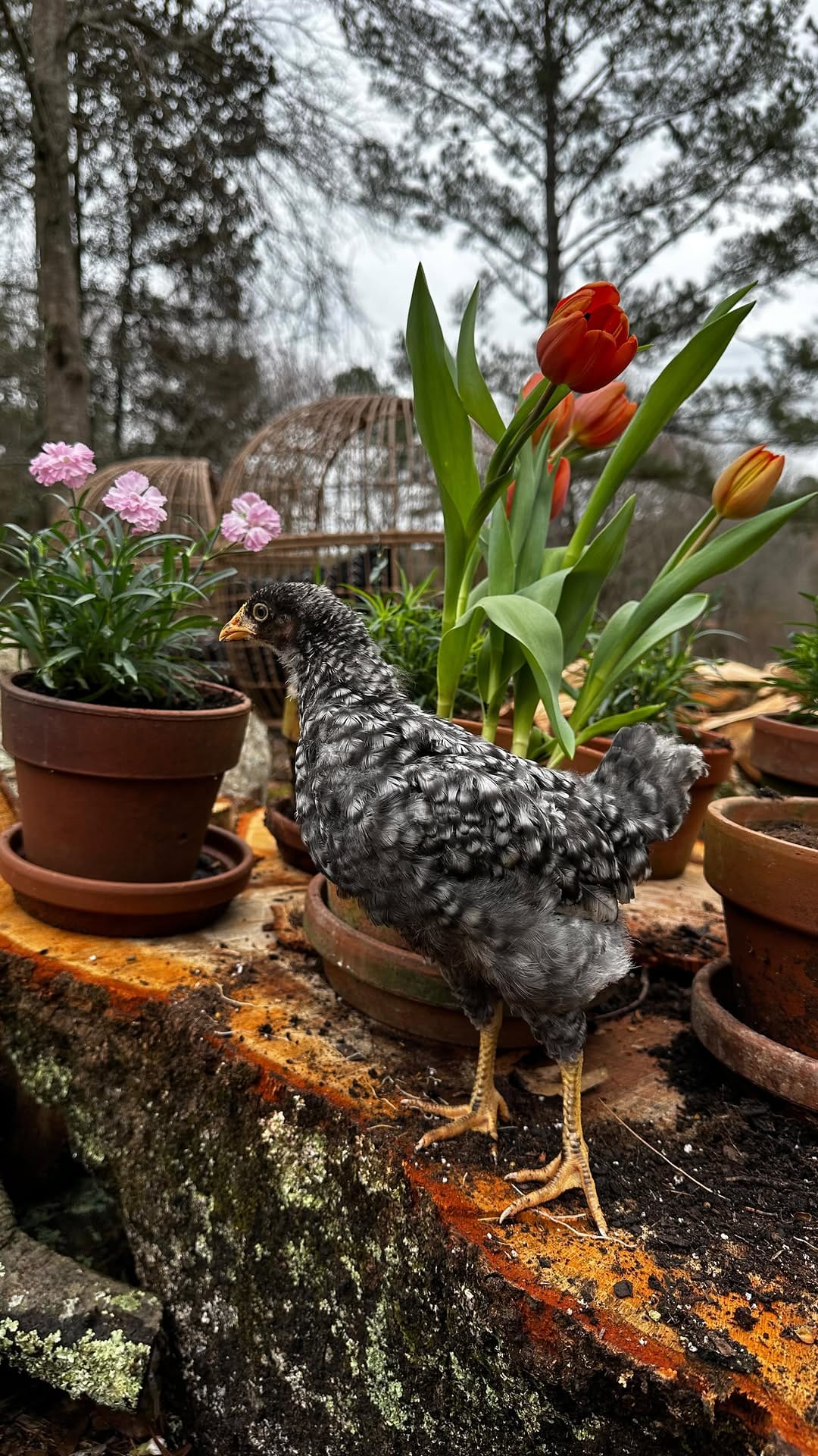 Post 10 by Amy Arbogast | Vintage + Home on Instagram (video)