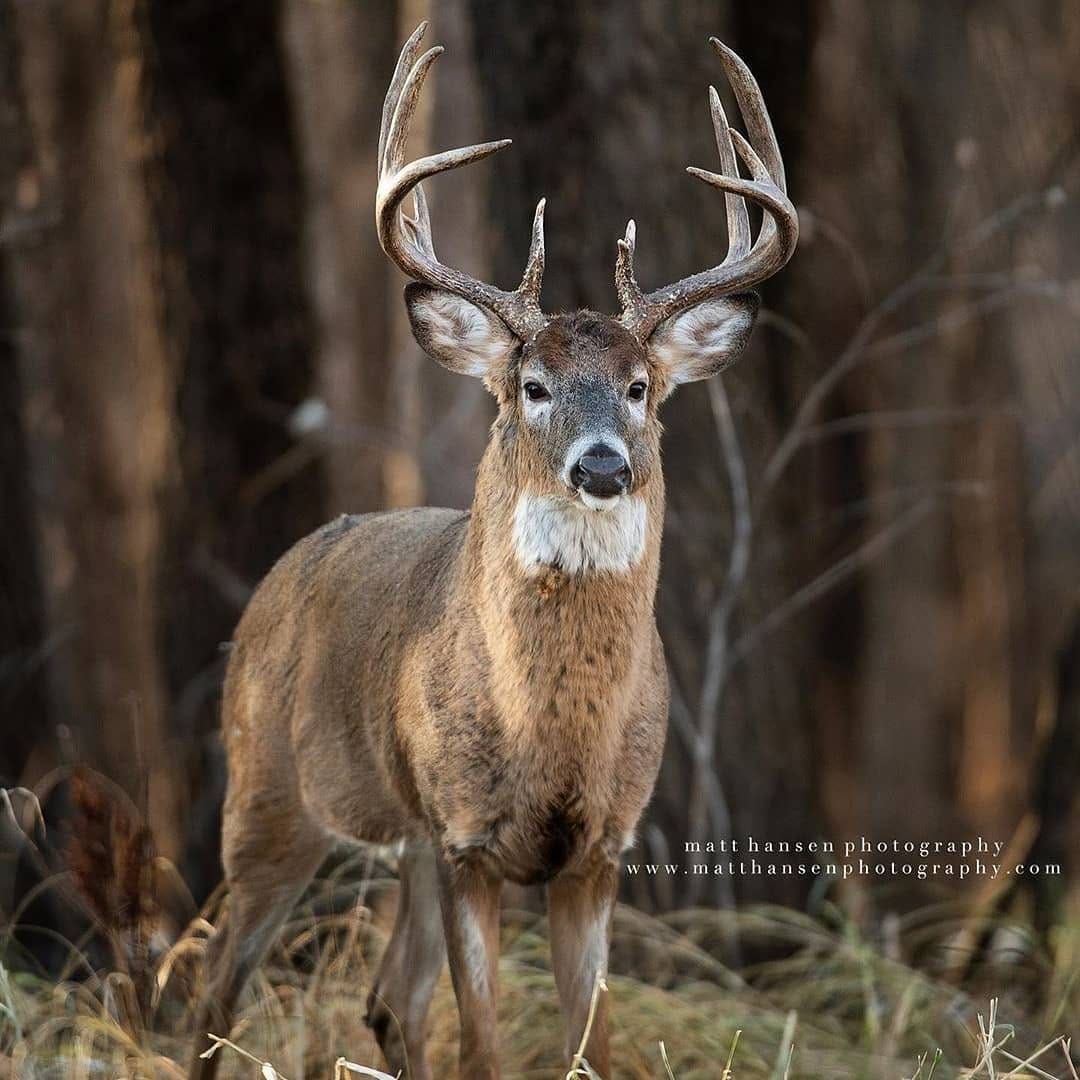 Post 1 by @southernhuntfl on Instagram (image)