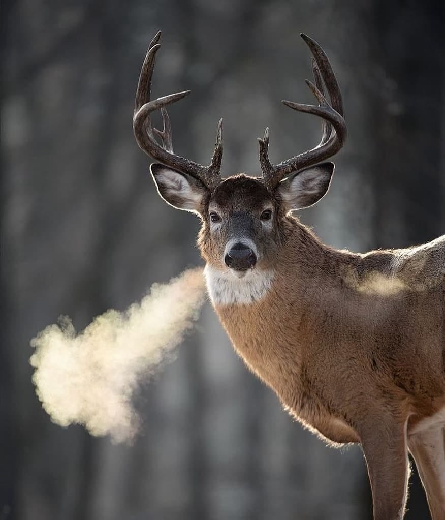 Post 3 by @southernhuntfl on Instagram (image)